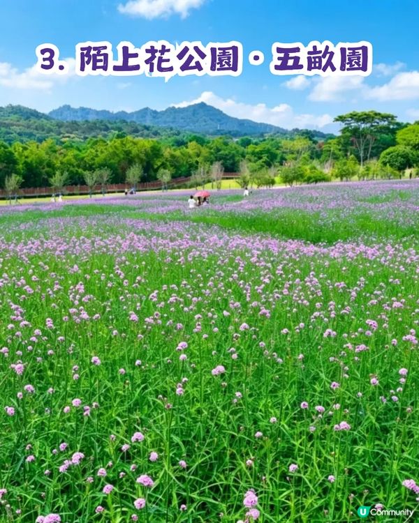 深圳3大紫色馬鞭草花海💜4-5月花期必去