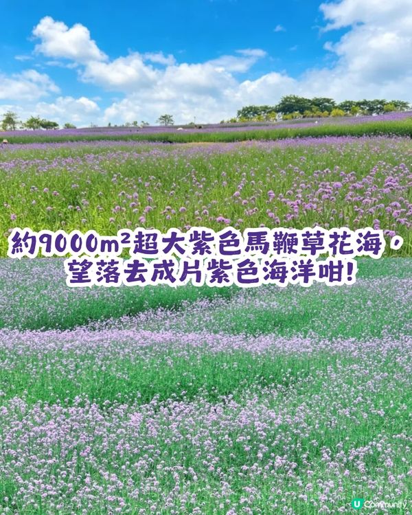 深圳3大紫色馬鞭草花海💜4-5月花期必去