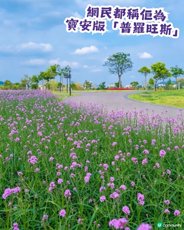 深圳3大紫色馬鞭草花海💜4-5月花期必去