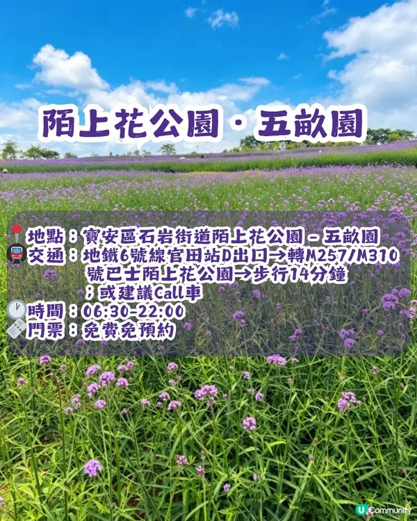 深圳3大紫色馬鞭草花海💜4-5月花期必去
