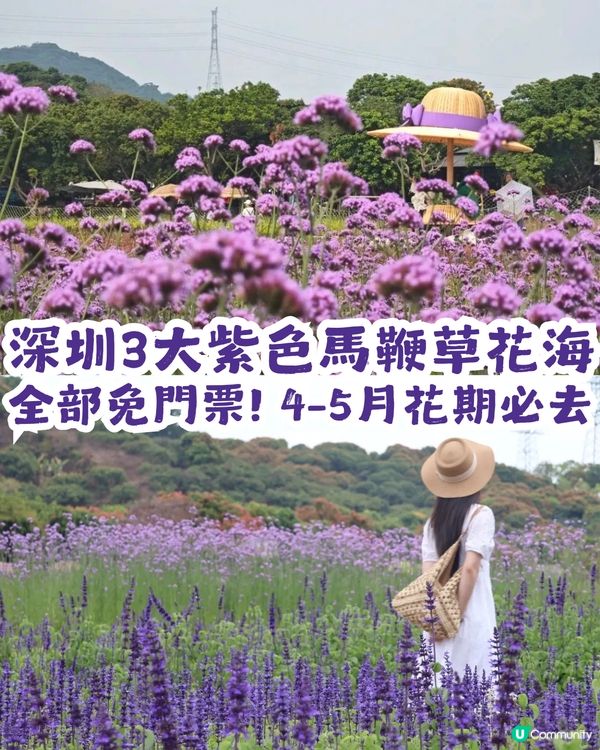 深圳3大紫色馬鞭草花海💜4-5月花期必去