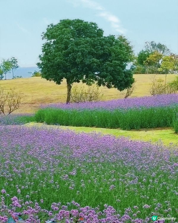 🪻我愛花花之紫色夢幻登場！ 💜 陌上花海浪漫之旅 💟