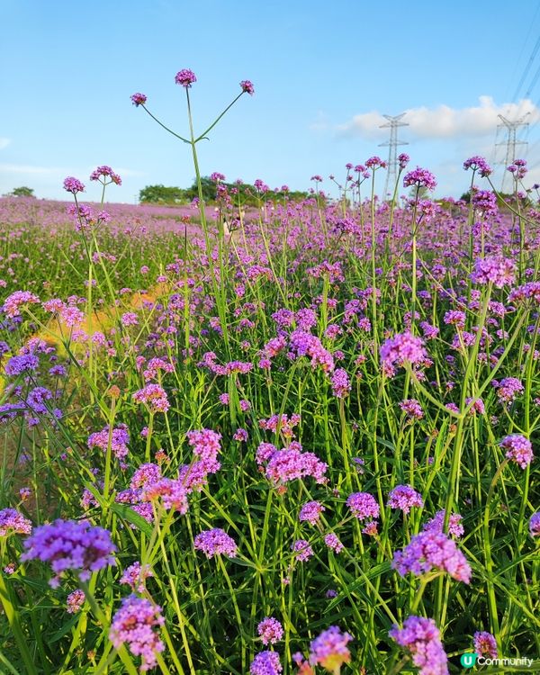 🪻我愛花花之紫色夢幻登場！ 💜 陌上花海浪漫之旅 💟
