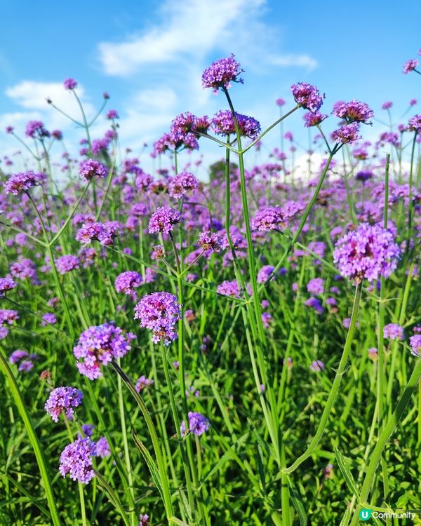 🪻我愛花花之紫色夢幻登場！ 💜 陌上花海浪漫之旅 💟