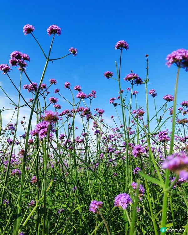 🪻我愛花花之紫色夢幻登場！ 💜 陌上花海浪漫之旅 💟