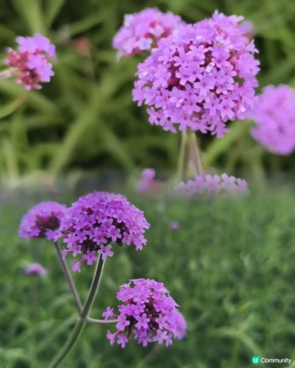 🪻我愛花花之紫色夢幻登場！ 💜 陌上花海浪漫之旅 💟
