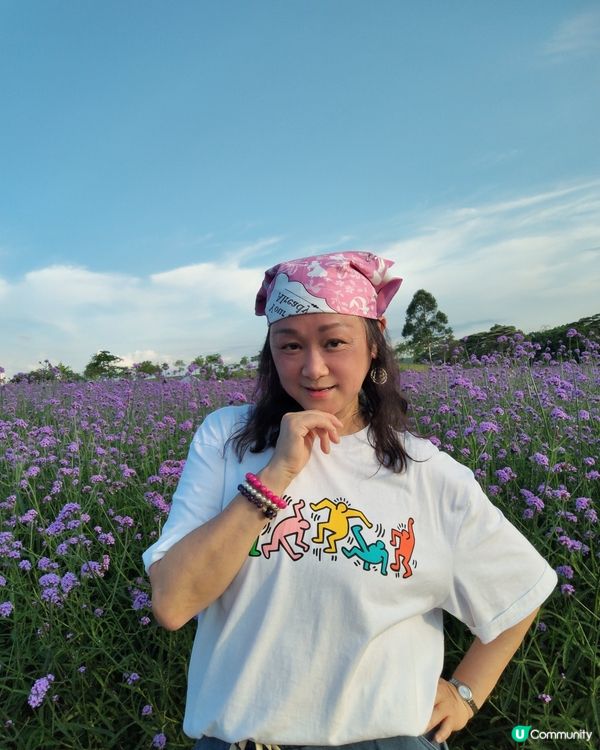 🪻我愛花花之紫色夢幻登場！ 💜 陌上花海浪漫之旅 💟