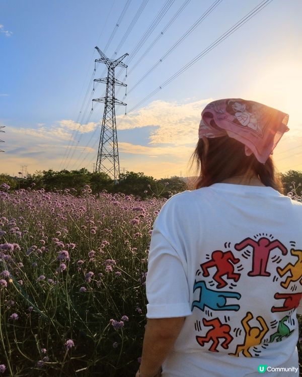🪻我愛花花之紫色夢幻登場！ 💜 陌上花海浪漫之旅 💟