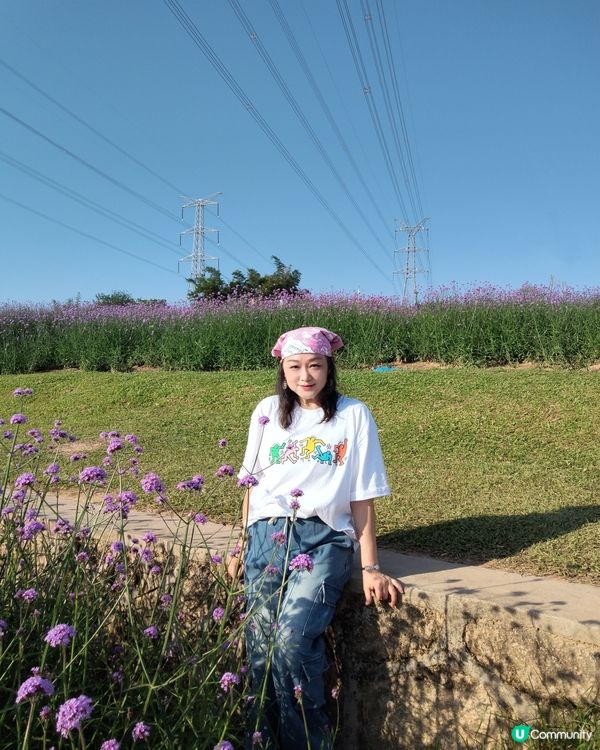 🪻我愛花花之紫色夢幻登場！ 💜 陌上花海浪漫之旅 💟