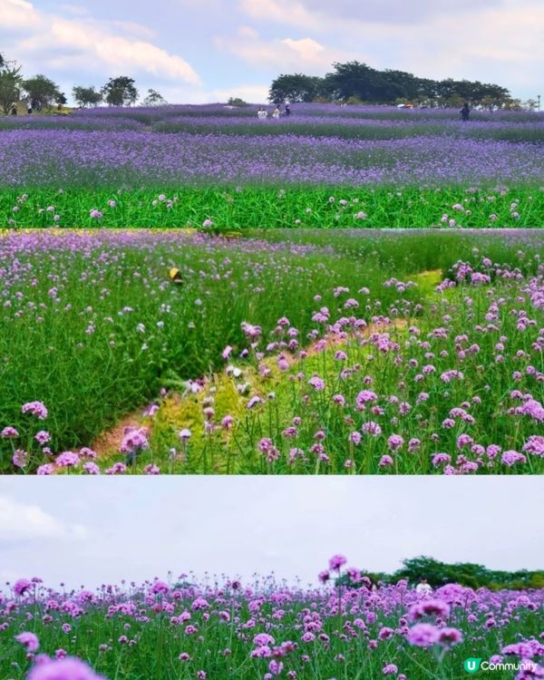 🪻我愛花花之紫色夢幻登場！ 💜 陌上花海浪漫之旅 💟
