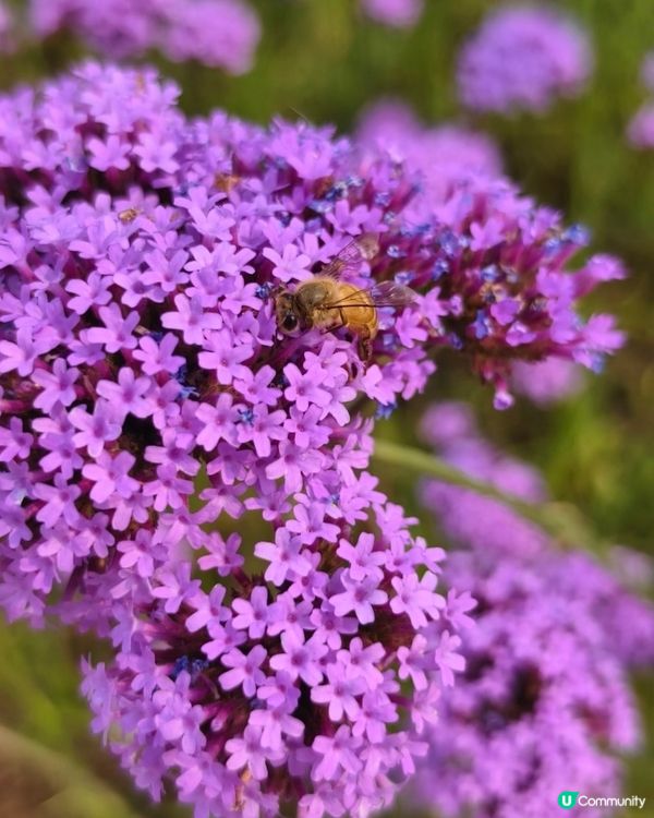 🪻我愛花花之紫色夢幻登場！ 💜 陌上花海浪漫之旅 💟