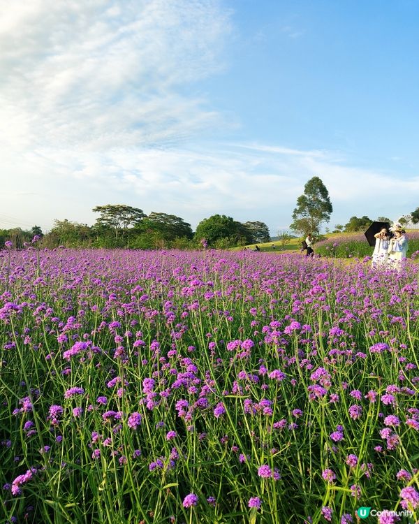 🪻我愛花花之紫色夢幻登場！ 💜 陌上花海浪漫之旅 💟