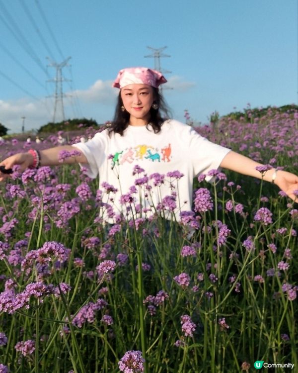 🪻我愛花花之紫色夢幻登場！ 💜 陌上花海浪漫之旅 💟