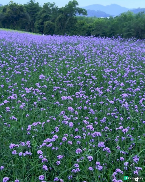 🪻我愛花花之紫色夢幻登場！ 💜 陌上花海浪漫之旅 💟