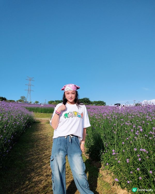 🪻我愛花花之紫色夢幻登場！ 💜 陌上花海浪漫之旅 💟