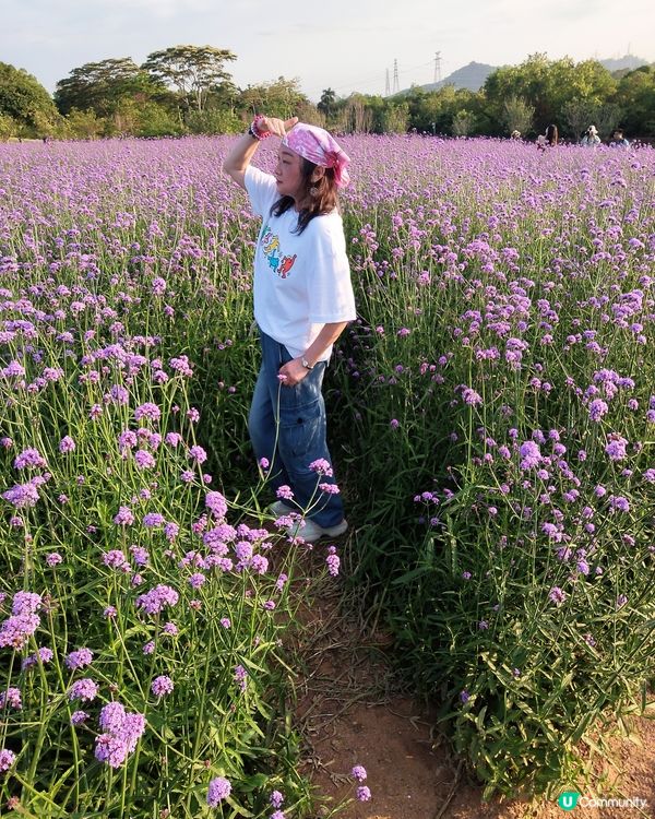 🪻我愛花花之紫色夢幻登場！ 💜 陌上花海浪漫之旅 💟