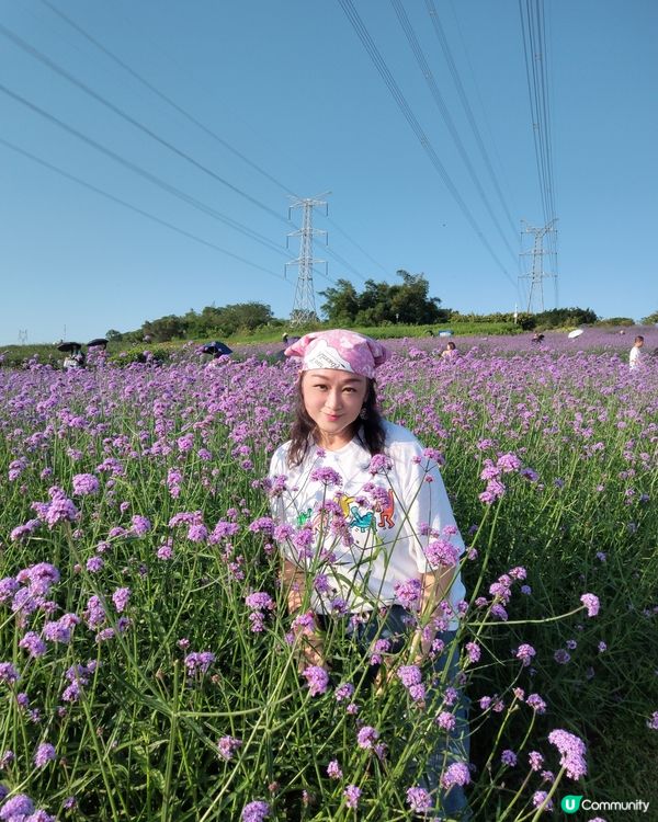 🪻我愛花花之紫色夢幻登場！ 💜 陌上花海浪漫之旅 💟