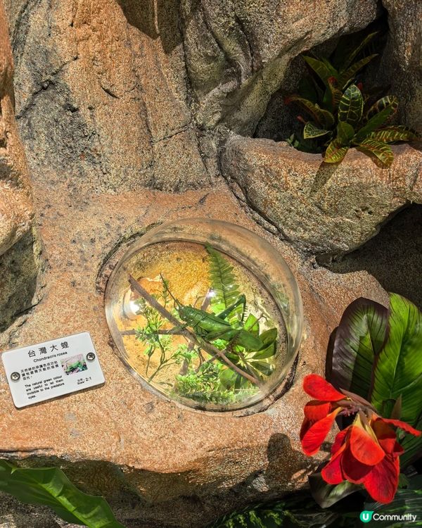 香港隱世博物館！大埔海濱公園昆蟲屋$0入場睇模型、玩遊戲 小朋友睇到唔捨得走？   ✨😁