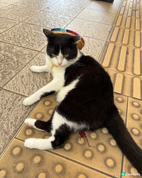 幸會愛民邨各貓店長