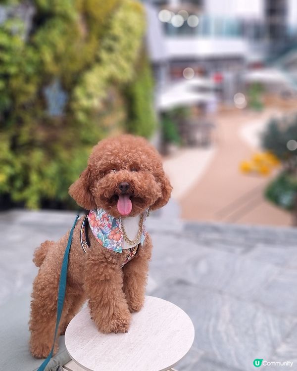 觀塘寵物天堂🥳💖🌳