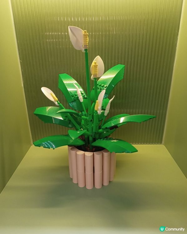 花藝時光！✨🌸｜時代廣場見！