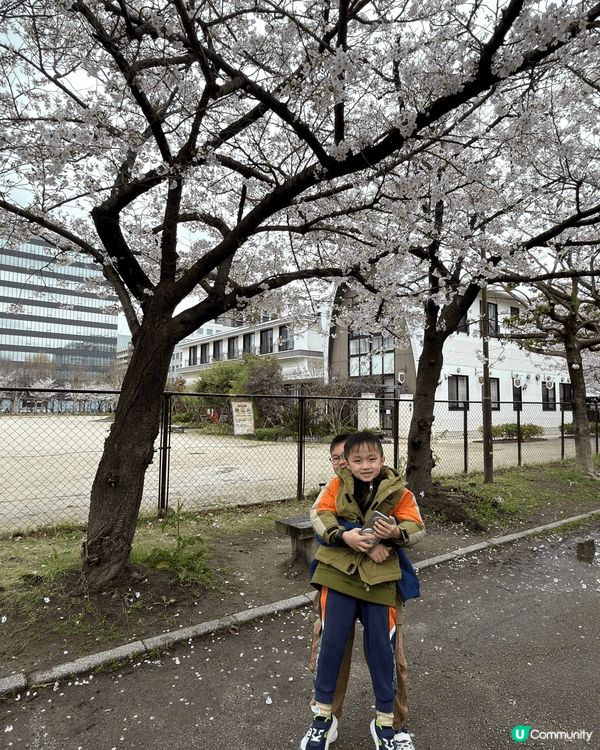 福岡市中比惠公園，我40歲人生第一次賞櫻，仲要有兩位小朋友一...