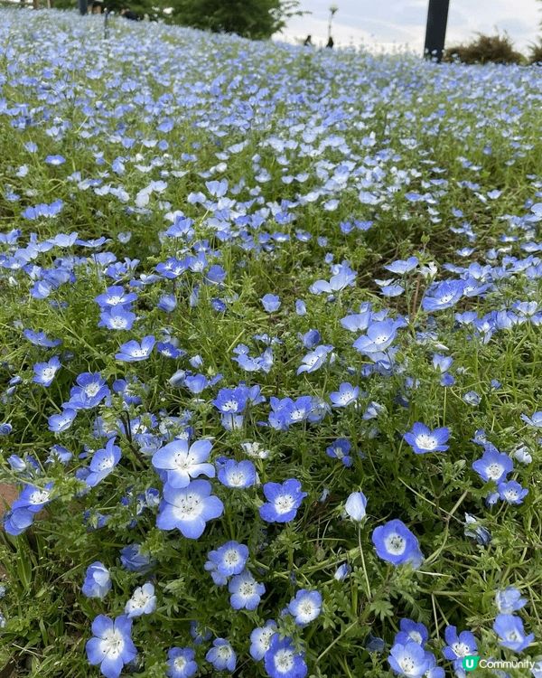 日本名古屋樂高樂園用了1,700萬個樂高積木打造，分為8大主...