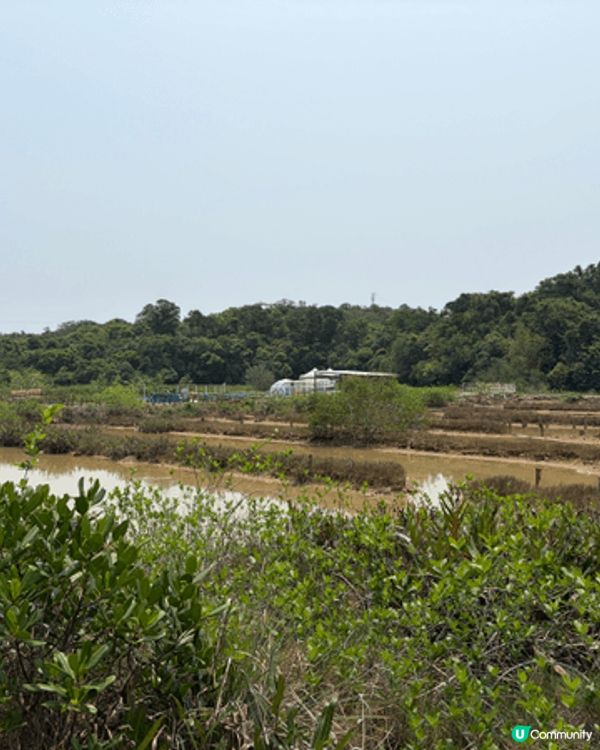 西貢鹽田梓和西貢橋咀島: