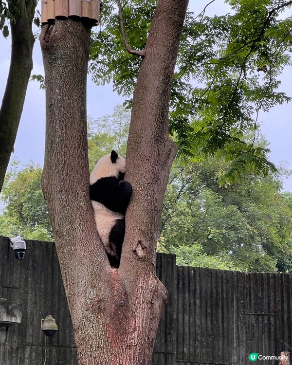 大BB睇熊貓🐼