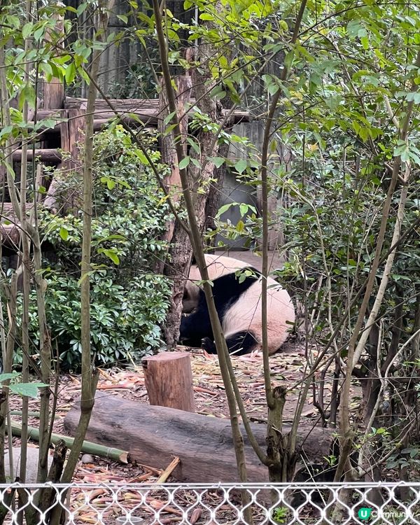 大BB睇熊貓🐼