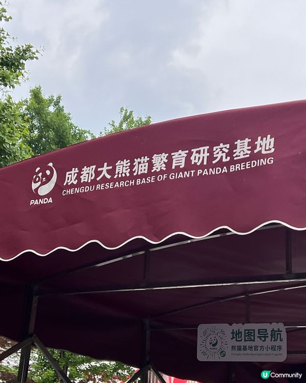 大BB睇熊貓🐼