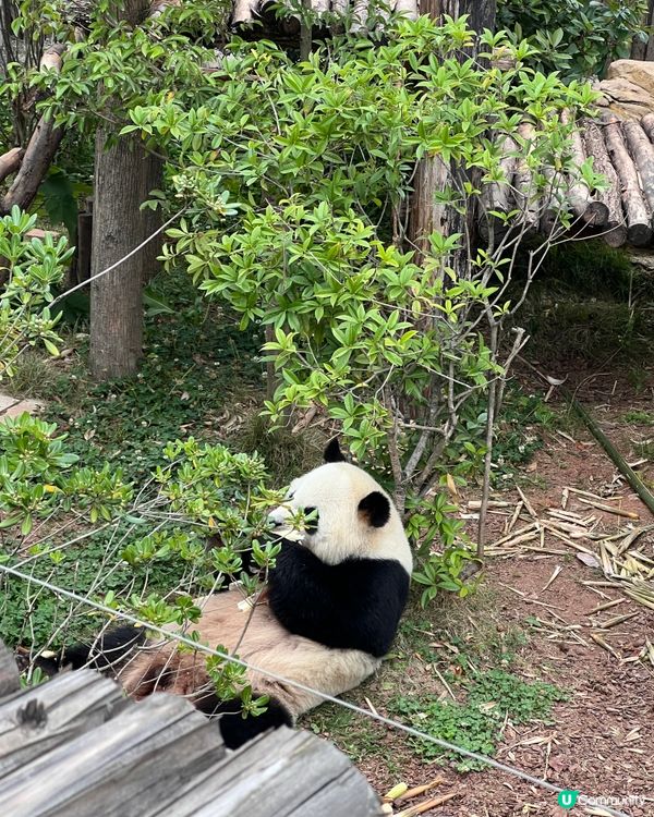 大BB睇熊貓🐼