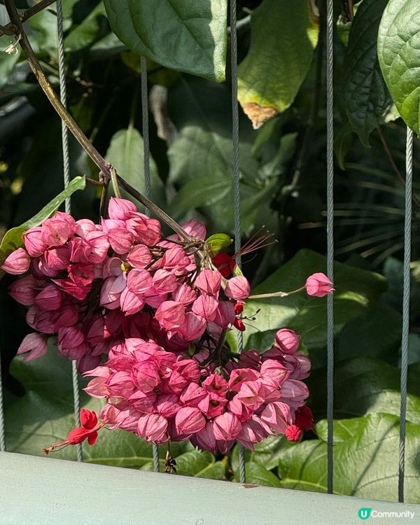 免費入場：巨型溫室植物園