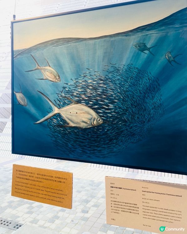 🎨【自然.視覺.檔案】野生生態插畫展 🦎🐟