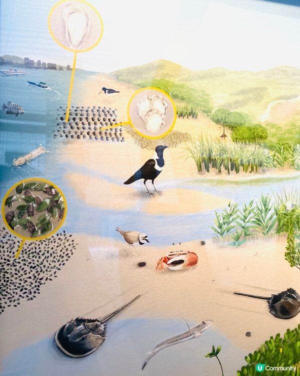 🎨【自然.視覺.檔案】野生生態插畫展 🦎🐟