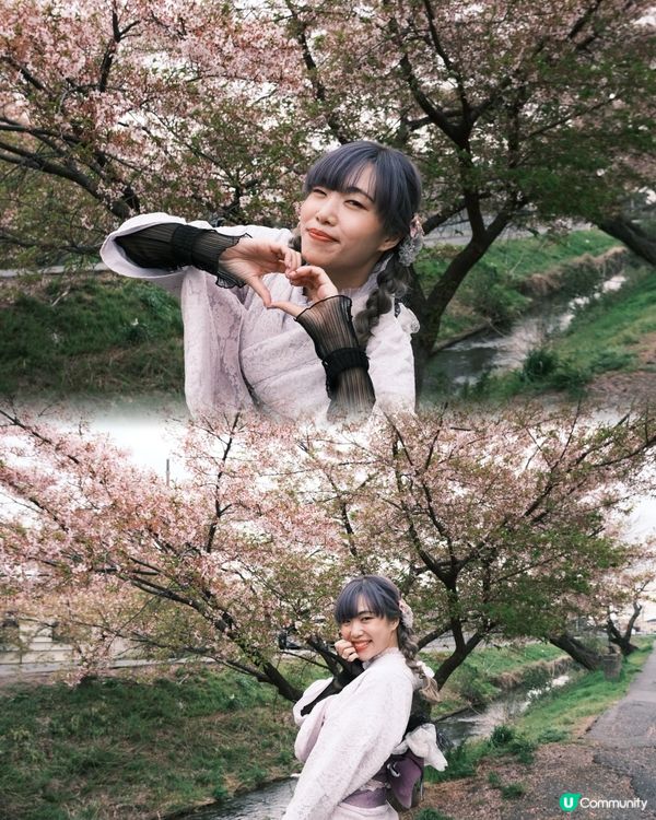 川越小江戶櫻花散策必拍