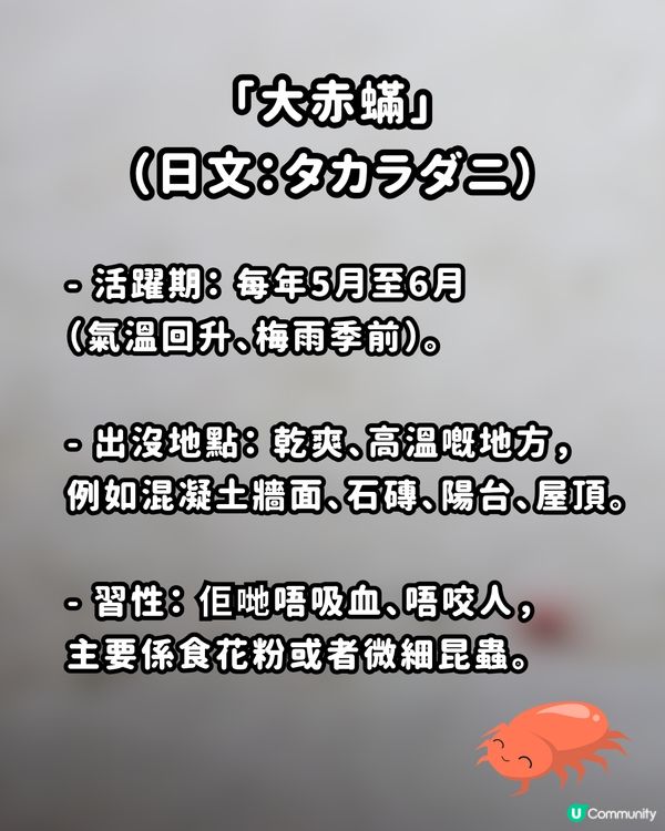 🚨遊日警報！街頭驚現「神秘紅蟲」？專家警告：千祈唔好撳扁！附正確處理3招