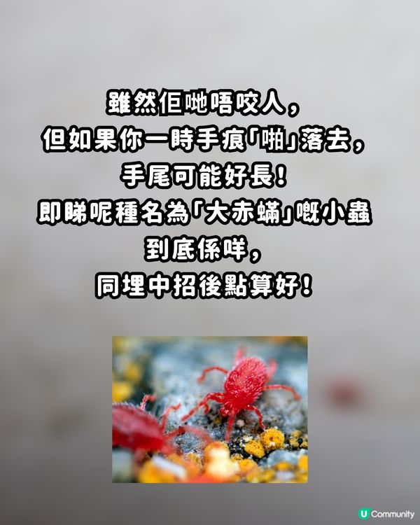 🚨遊日警報！街頭驚現「神秘紅蟲」？專家警告：千祈唔好撳扁！附正確處理3招