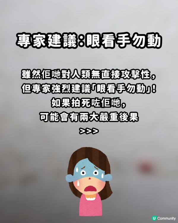 🚨遊日警報！街頭驚現「神秘紅蟲」？專家警告：千祈唔好撳扁！附正確處理3招