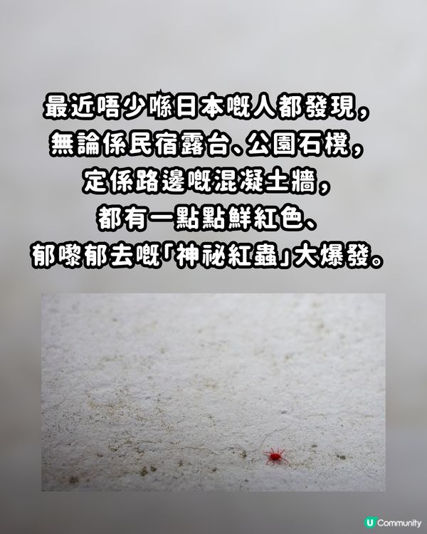 🚨遊日警報！街頭驚現「神秘紅蟲」？專家警告：千祈唔好撳扁！附正確處理3招