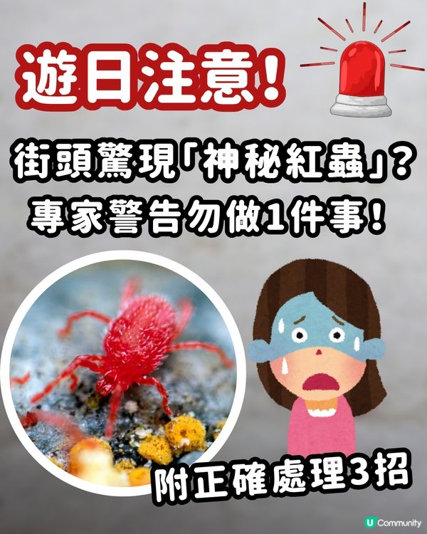🚨遊日警報！街頭驚現「神秘紅蟲」？專家警告：千祈唔好撳扁！附正確處理3招