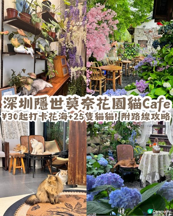 深圳隱世「莫奈花園」貓Cafe - 山林貓咖工坊🐈¥30起打卡花海+25隻貓貓🌸附路線教學