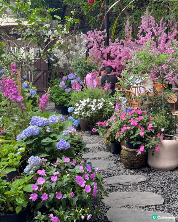 深圳隱世「莫奈花園」貓Cafe - 山林貓咖工坊🐈¥30起打卡花海+25隻貓貓🌸附路線教學