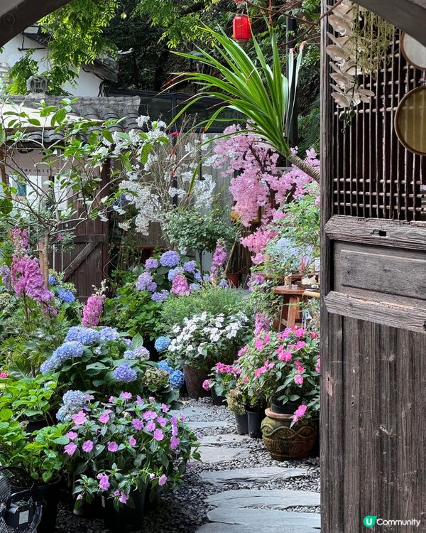 深圳隱世「莫奈花園」貓Cafe - 山林貓咖工坊🐈¥30起打卡花海+25隻貓貓🌸附路線教學