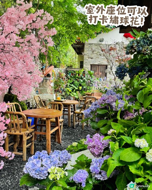深圳隱世「莫奈花園」貓Cafe - 山林貓咖工坊🐈¥30起打卡花海+25隻貓貓🌸附路線教學