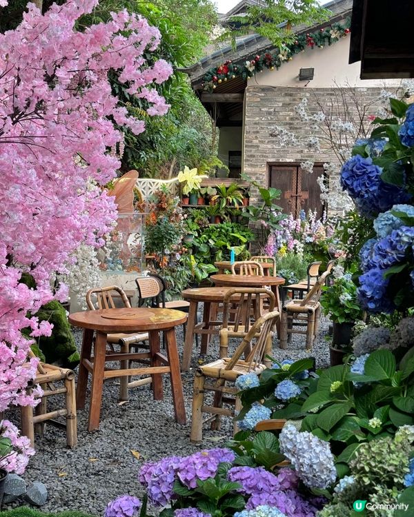深圳隱世「莫奈花園」貓Cafe - 山林貓咖工坊🐈¥30起打卡花海+25隻貓貓🌸附路線教學