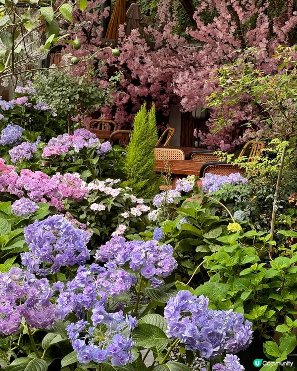深圳隱世「莫奈花園」貓Cafe - 山林貓咖工坊🐈¥30起打卡花海+25隻貓貓🌸附路線教學