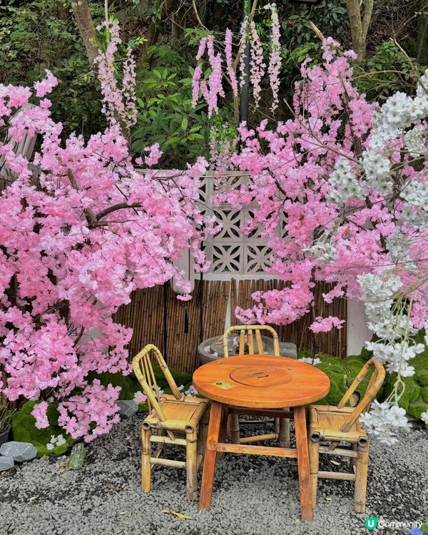 深圳隱世「莫奈花園」貓Cafe - 山林貓咖工坊🐈¥30起打卡花海+25隻貓貓🌸附路線教學