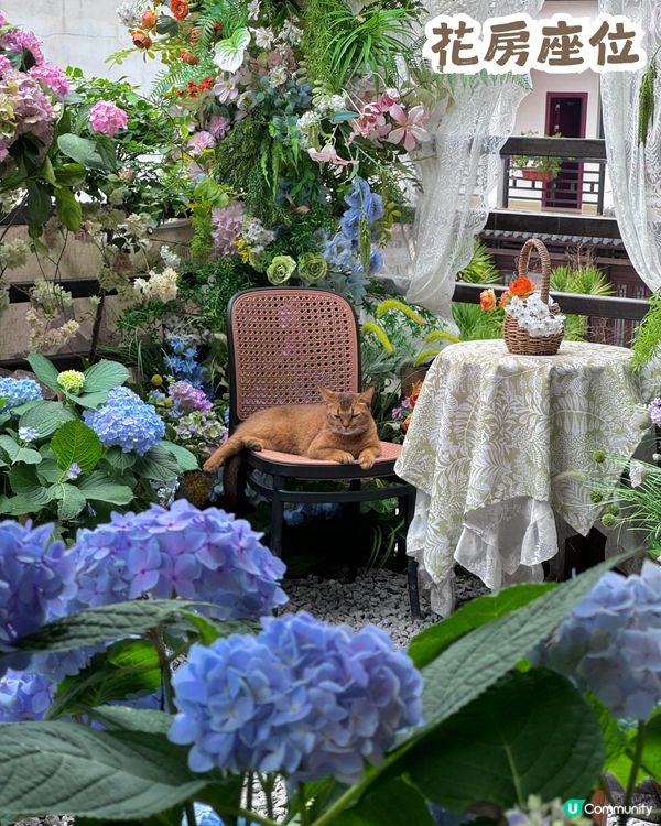 深圳隱世「莫奈花園」貓Cafe - 山林貓咖工坊🐈¥30起打卡花海+25隻貓貓🌸附路線教學