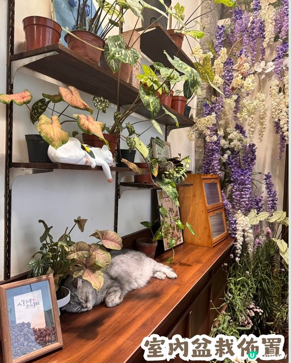深圳隱世「莫奈花園」貓Cafe - 山林貓咖工坊🐈¥30起打卡花海+25隻貓貓🌸附路線教學